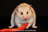 Hamsterhuette´s Shakira